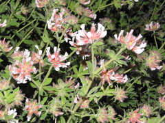 Lotus hirsutus, photograph Kostas Zontanos, CC BY, iNaturalist via GBIF