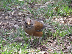 Turdus rufopalliatus