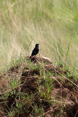 Myrmecocichla nigra