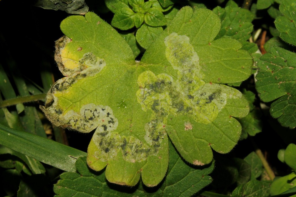 Agromyza nigrescens