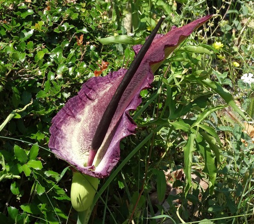 Dracunculus vulgaris