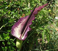 Dracunculus vulgaris