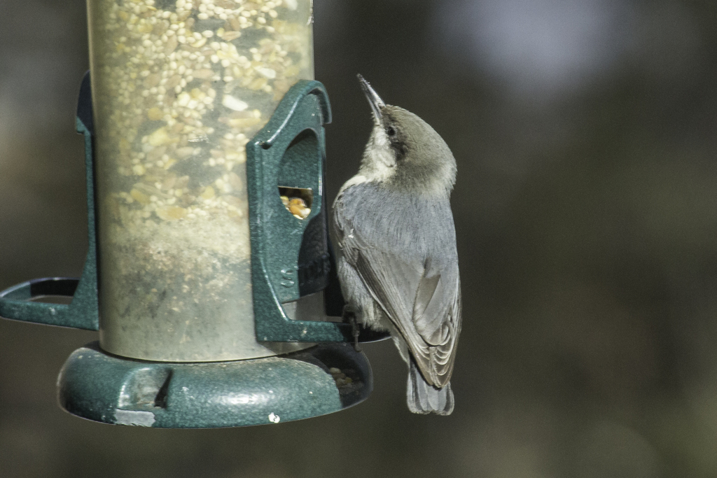 Black-eared Nuthatch