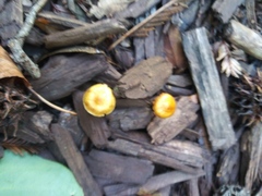 Fungi