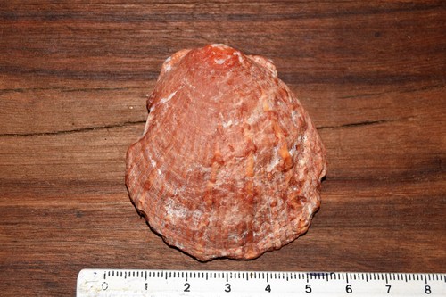 Digitate Thorny Oyster