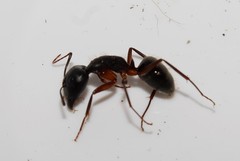 Camponotus ionius