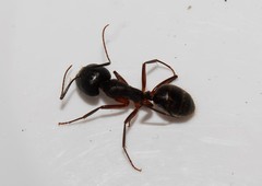 Camponotus ionius
