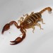 Lesvos Small Wood-Scorpion - Photo (c) Σάββας Ζαφειρίου (Savvas Zafeiriou), some rights reserved (CC BY-NC), uploaded by Σάββας Ζαφειρίου (Savvas Zafeiriou)