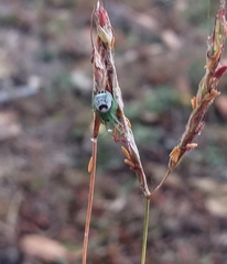 Bijoaraneus mitificus
