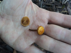 Fungi