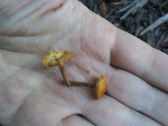 Fungi
