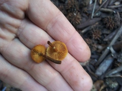 Fungi