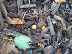 Fungi