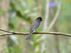 Hypsipetes ganeesa