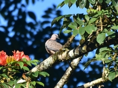 Streptopelia chinensis