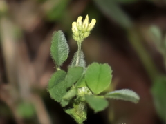 Medicago coronata