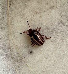 Zygogramma suturalis