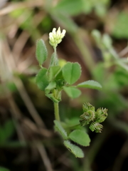 Medicago coronata