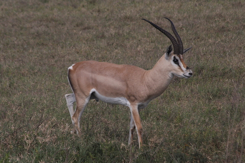 Grant's Gazelle