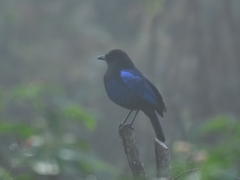 Myophonus horsfieldii