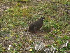 Perdicula erythrorhyncha