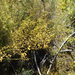 Acacia spinescens - Photo (c) Ralph Foster,  זכויות יוצרים חלקיות (CC BY-NC), הועלה על ידי Ralph Foster