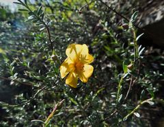 Fumana arabica