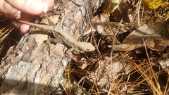 Anolis mccraniei