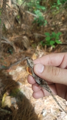 Anolis mccraniei