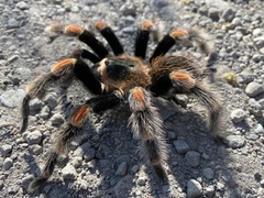 Brachypelma hamorii
