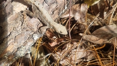 Anolis mccraniei