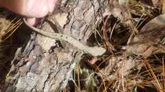 Anolis mccraniei
