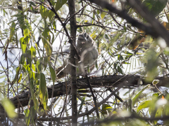 Arremonops tocuyensis