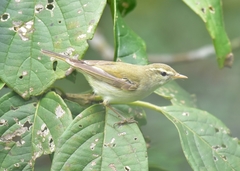 Phylloscopus trochiloides