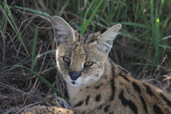 Leptailurus serval lipostictus