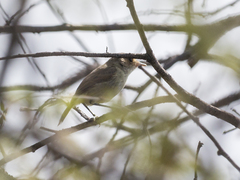 Euscarthmus meloryphus