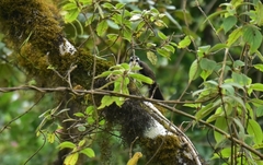 Pomatorhinus horsfieldii