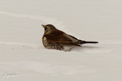 Turdus pilaris