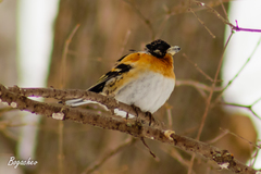 Fringilla montifringilla