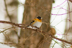 Fringilla montifringilla