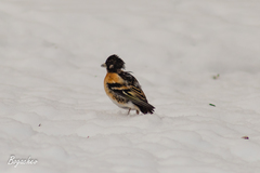 Fringilla montifringilla