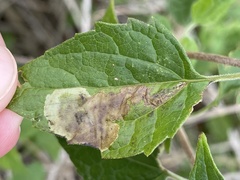 Calycomyza eupatorivora