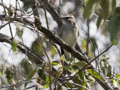 Nesotriccus incomtus