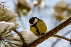 Parus major
