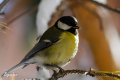 Parus major