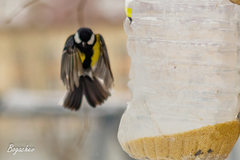 Parus major