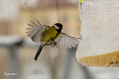 Parus major