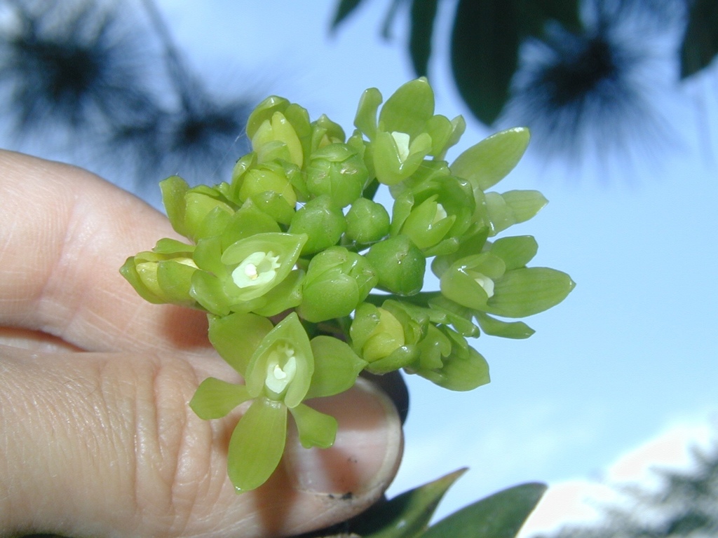 Epidendrum chlorinum Barb.Rodr.