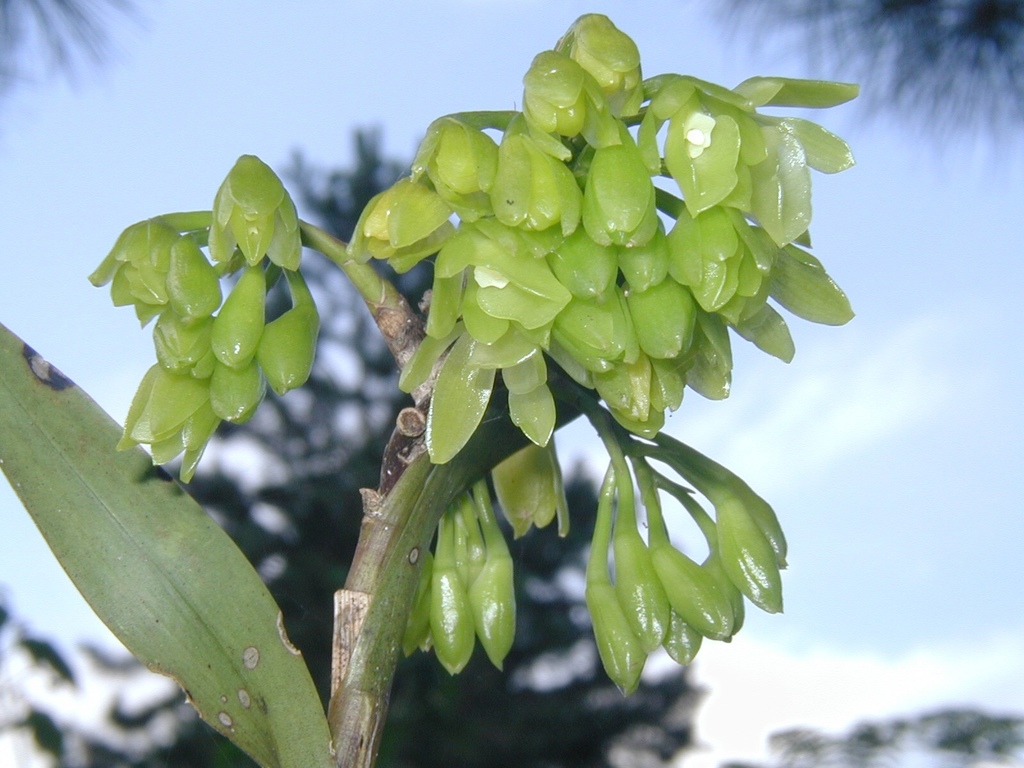 Epidendrum chlorinum Barb.Rodr. 2