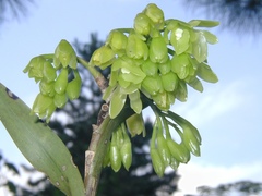 Epidendrum chlorinum